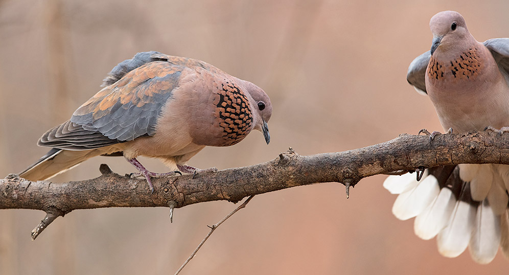 Laughing Dove